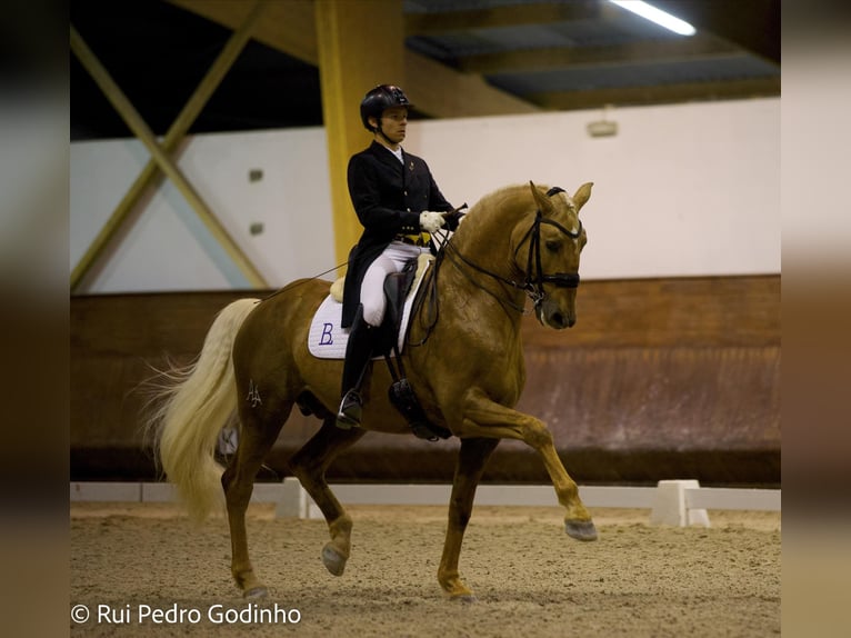 Lusitanien Hongre 3 Ans 156 cm Palomino in Ribamar