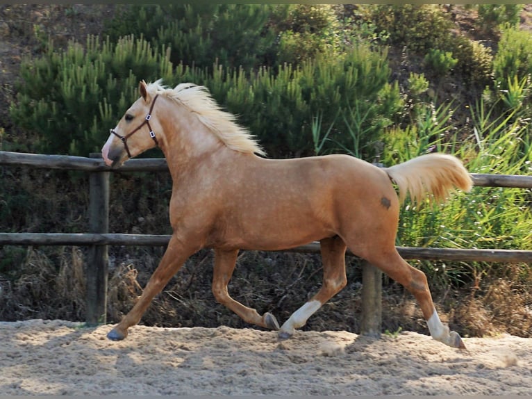 Lusitanien Hongre 3 Ans 156 cm Palomino in Ribamar