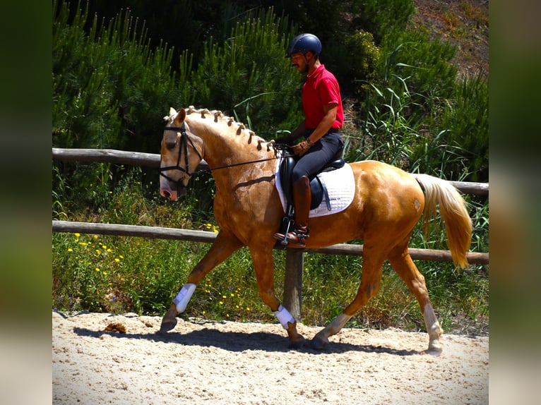 Lusitanien Hongre 3 Ans 156 cm Palomino in Ribamar