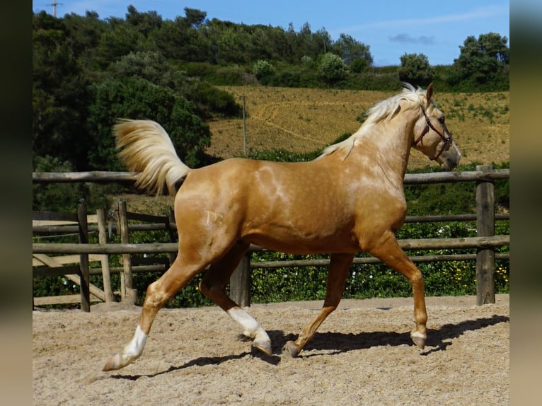 Lusitanien Hongre 3 Ans 156 cm Palomino in Ribamar