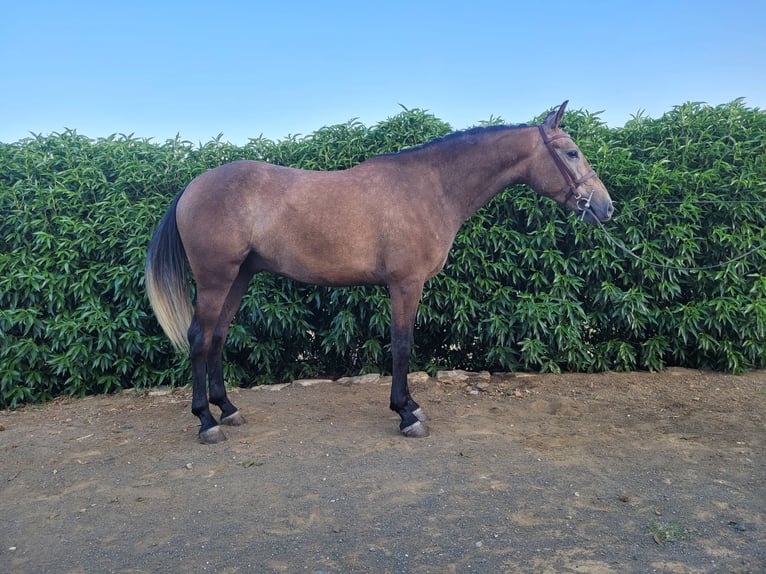 Lusitanien Croisé Hongre 3 Ans 157 cm Gris in Alcala De Los Gazules