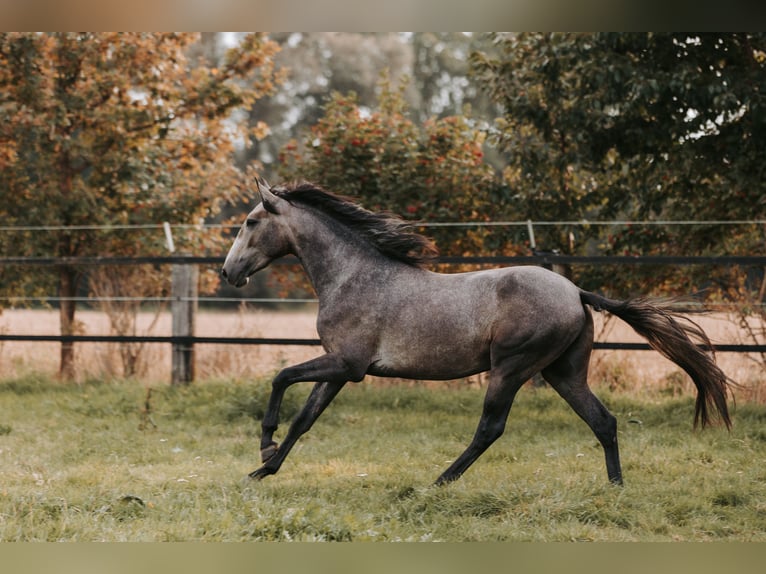 Lusitanien Hongre 3 Ans 158 cm Peut devenir gris in Isselburg