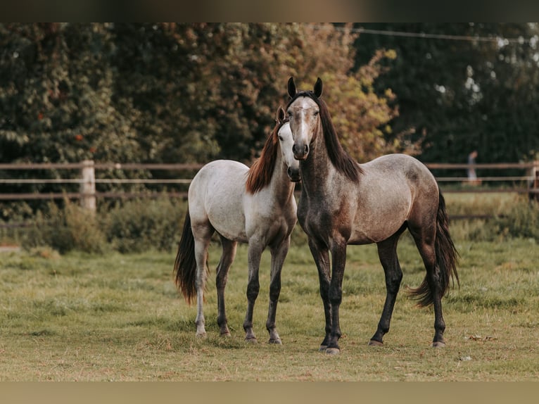 Lusitanien Hongre 3 Ans 158 cm Peut devenir gris in Isselburg