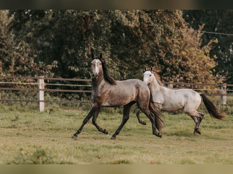 Lusitanien Hongre 3 Ans 158 cm Peut devenir gris in Isselburg