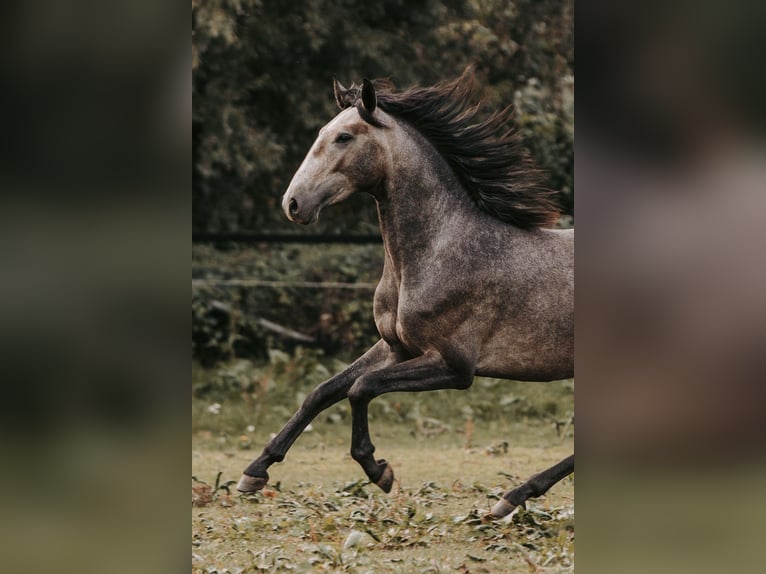 Lusitanien Hongre 3 Ans 158 cm Peut devenir gris in Isselburg