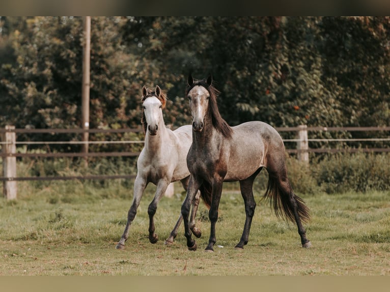 Lusitanien Hongre 3 Ans 158 cm Peut devenir gris in Isselburg