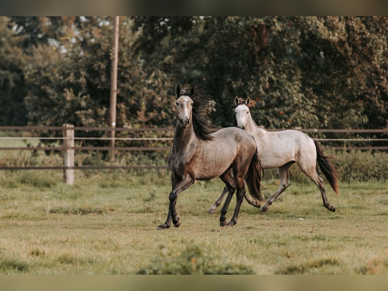 Lusitanien Hongre 3 Ans 158 cm Peut devenir gris in Isselburg