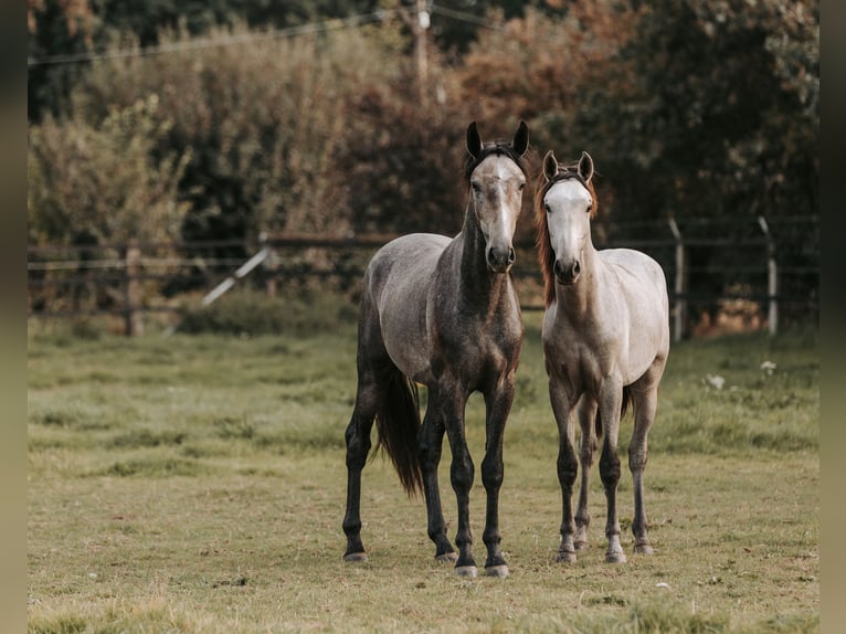 Lusitanien Hongre 3 Ans 158 cm Peut devenir gris in Isselburg