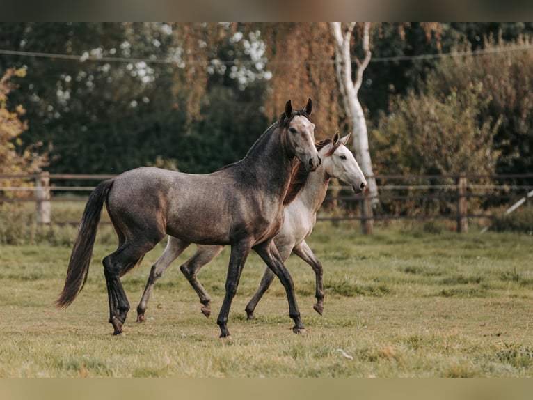 Lusitanien Hongre 3 Ans 158 cm Peut devenir gris in Isselburg