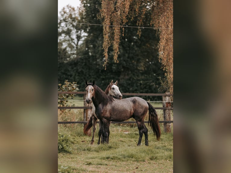 Lusitanien Hongre 3 Ans 158 cm Peut devenir gris in Isselburg