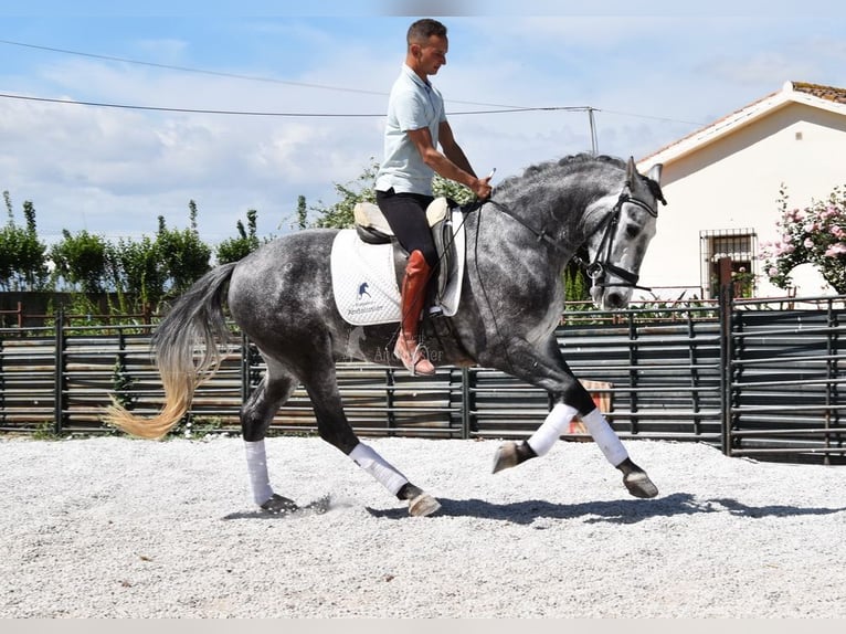 Lusitanien Hongre 3 Ans 160 cm Gris in Provinz Granada