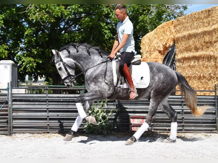 Lusitanien Hongre 3 Ans 160 cm Gris in Provinz Granada