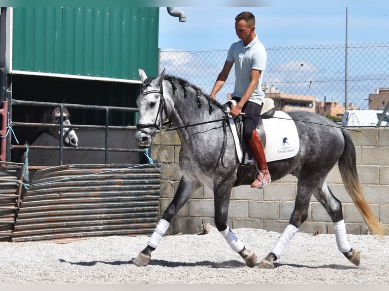 Lusitanien Hongre 3 Ans 160 cm Gris in Provinz Granada