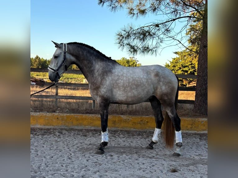 Lusitanien Hongre 3 Ans 161 cm Gris in Coruche