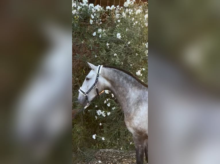 Lusitanien Hongre 3 Ans 161 cm Gris in Coruche