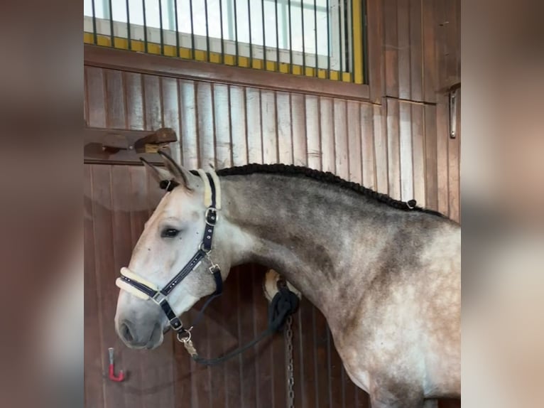 Lusitanien Hongre 3 Ans 161 cm Gris in Coruche