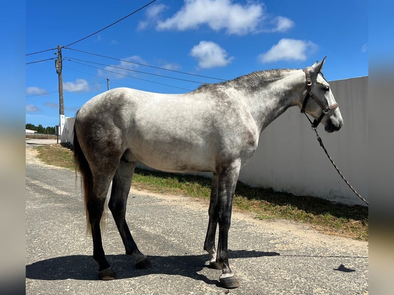 Lusitanien Croisé Hongre 3 Ans 162 cm Gris in Rio Maior