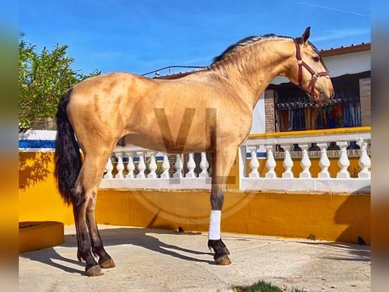 Lusitanien Hongre 3 Ans 163 cm Bai clair in Collecchio