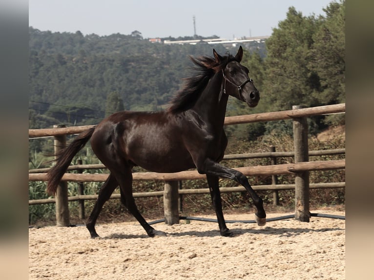 Lusitanien Hongre 3 Ans 163 cm Noir in Ribamar