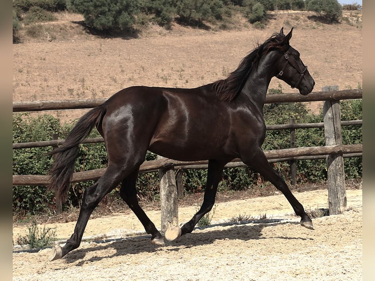Lusitanien Hongre 3 Ans 163 cm Noir in Ribamar