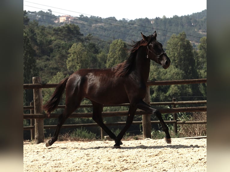 Lusitanien Hongre 3 Ans 163 cm Noir in Ribamar