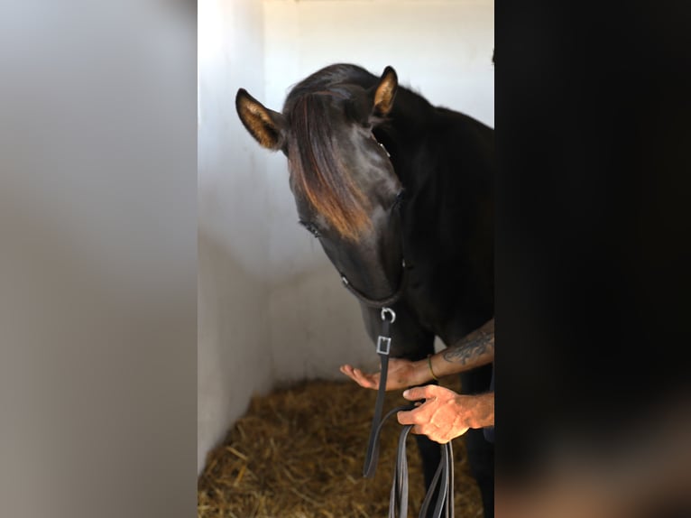 Lusitanien Hongre 3 Ans 163 cm Noir in Ribamar