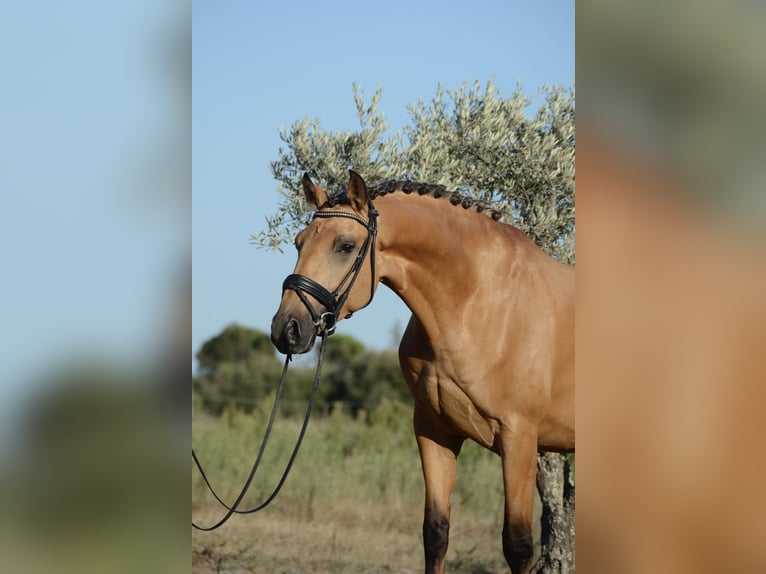 Lusitanien Hongre 3 Ans 165 cm Buckskin in &#xC1;gua Derramada
