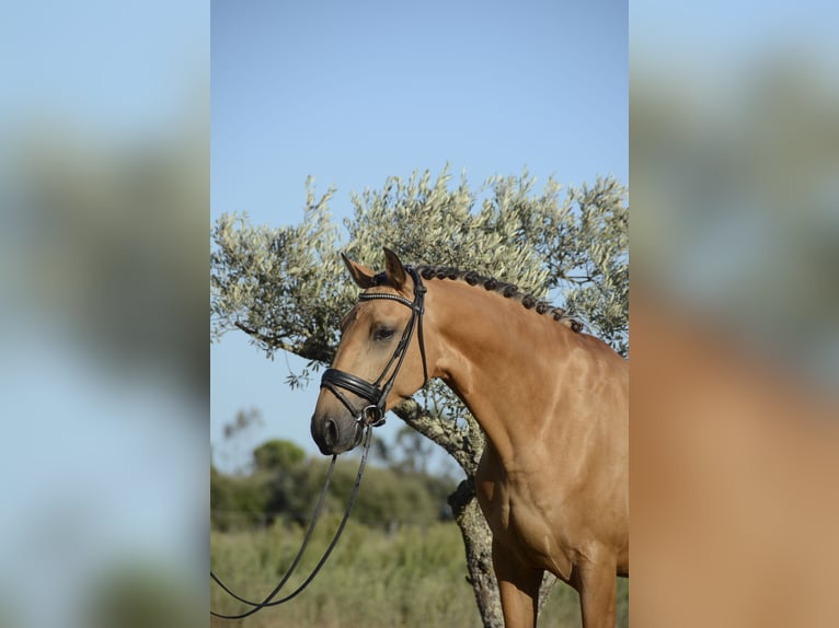 Lusitanien Hongre 3 Ans 165 cm Buckskin in &#xC1;gua Derramada