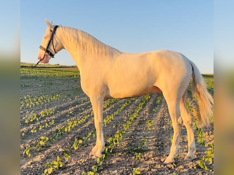 Lusitanien Hongre 3 Ans 165 cm Cremello in Valladolid