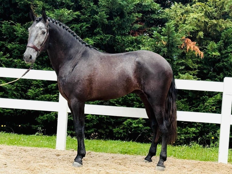 Lusitanien Hongre 3 Ans 165 cm Gris in Navas Del Madroño