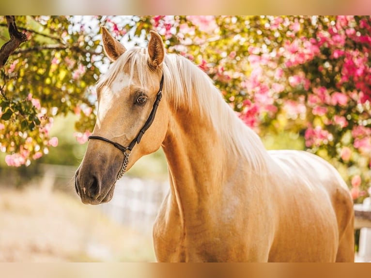 Lusitanien Hongre 3 Ans 165 cm Palomino in Chartente