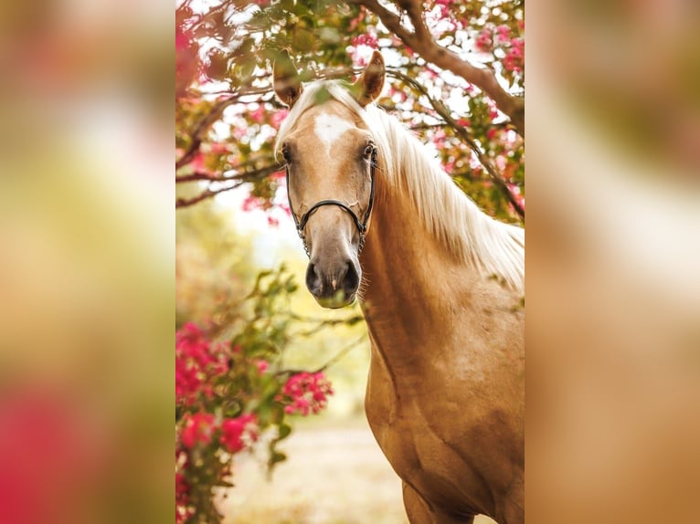 Lusitanien Hongre 3 Ans 165 cm Palomino in Chartente