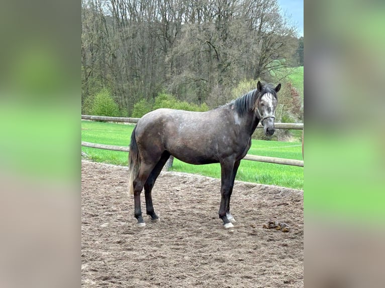 Lusitanien Hongre 3 Ans 165 cm Peut devenir gris in Rudelzhausen