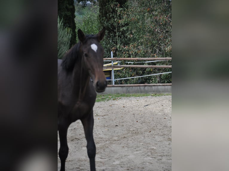 Lusitanien Croisé Hongre 3 Ans 167 cm Bai brun in Amlikon-Bissegg