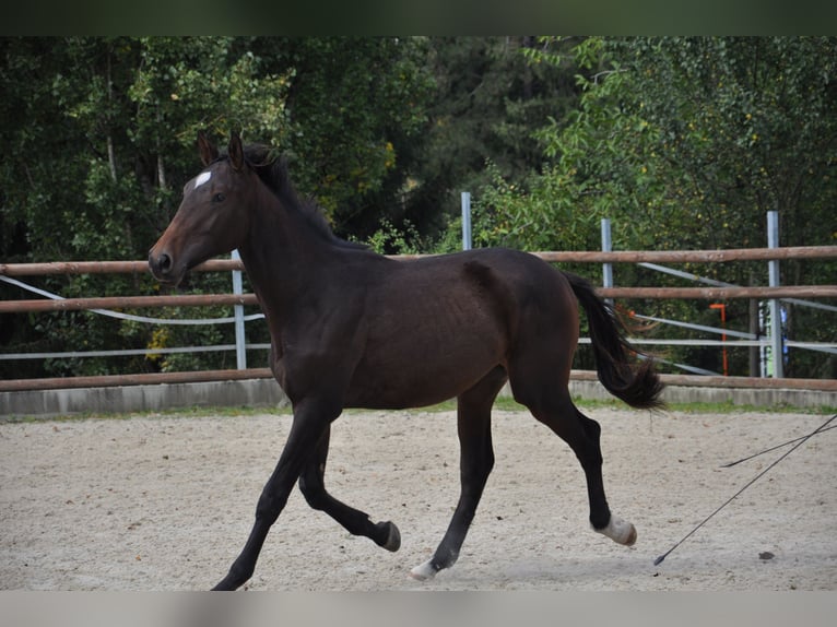 Lusitanien Croisé Hongre 3 Ans 167 cm Bai brun in Amlikon-Bissegg