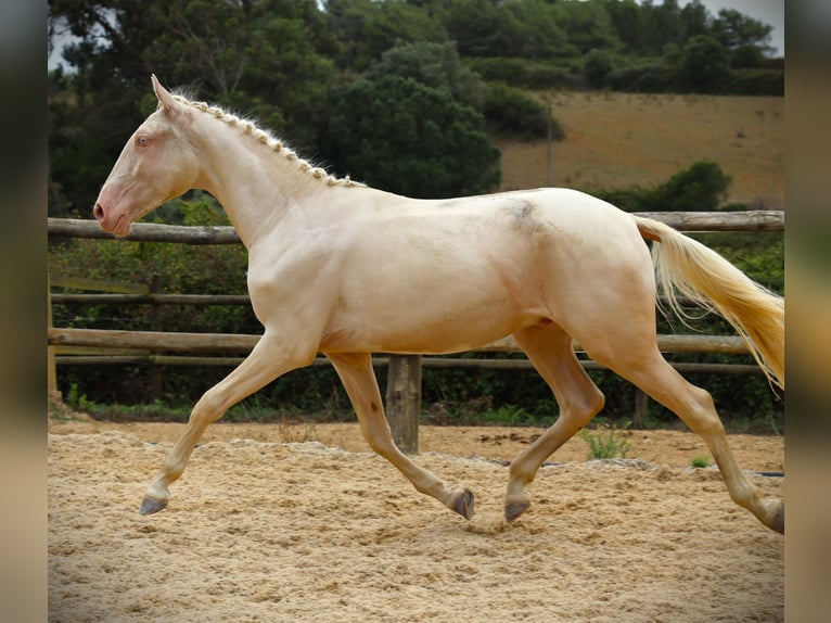 Lusitanien Hongre 3 Ans 167 cm Cremello in Ribamar