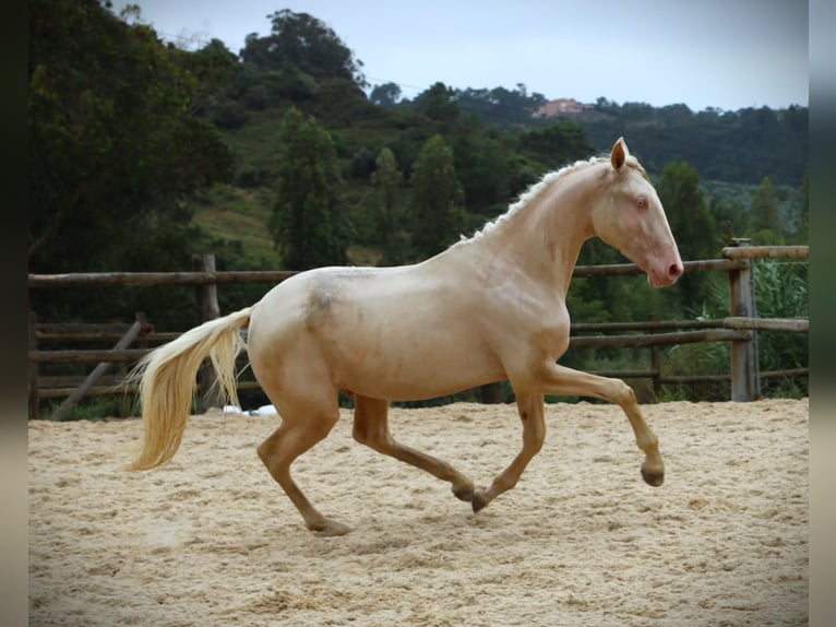 Lusitanien Hongre 3 Ans 167 cm Cremello in Ribamar