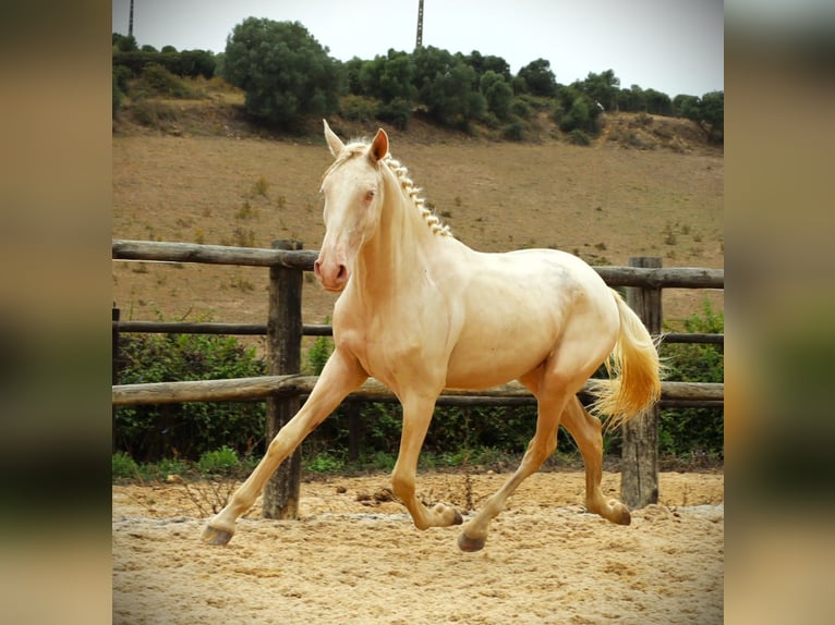 Lusitanien Hongre 3 Ans 167 cm Cremello in Ribamar