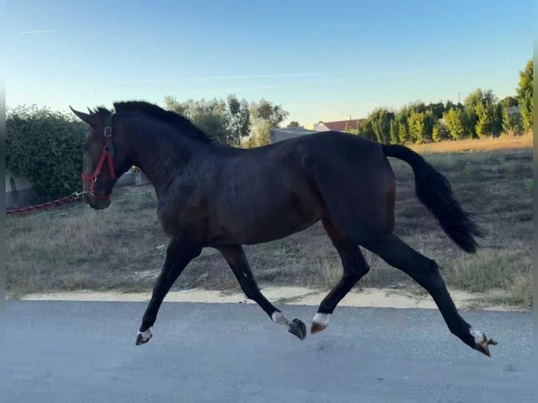 Lusitanien Hongre 3 Ans 169 cm Bai in Marinhais