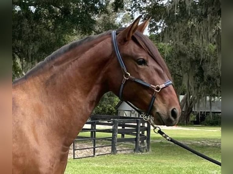 Lusitanien Hongre 3 Ans Bai cerise in Ocala, FL