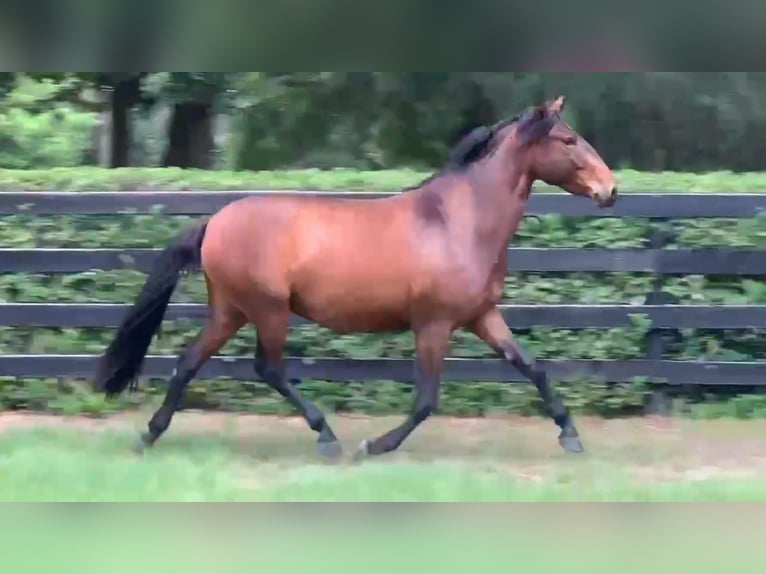 Lusitanien Hongre 3 Ans Bai cerise in Ocala, FL