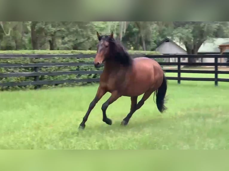 Lusitanien Hongre 3 Ans Bai cerise in Ocala, FL