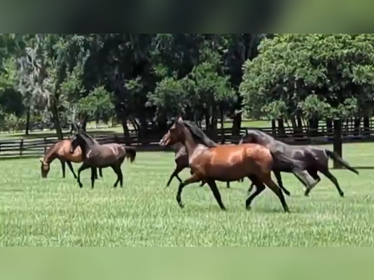 Lusitanien Hongre 3 Ans Bai cerise in Ocala, FL