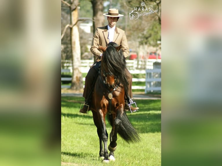 Lusitanien Hongre 3 Ans Bai cerise in Ocala, FL