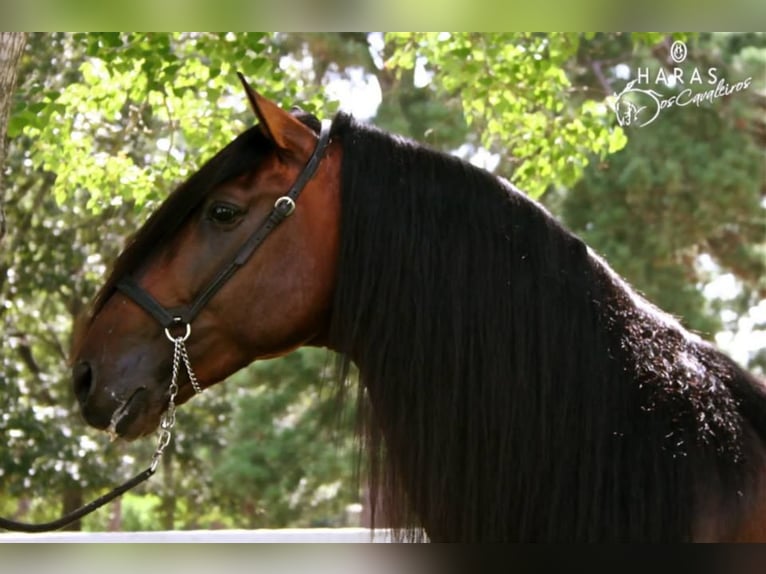 Lusitanien Hongre 3 Ans Bai cerise in Ocala, FL