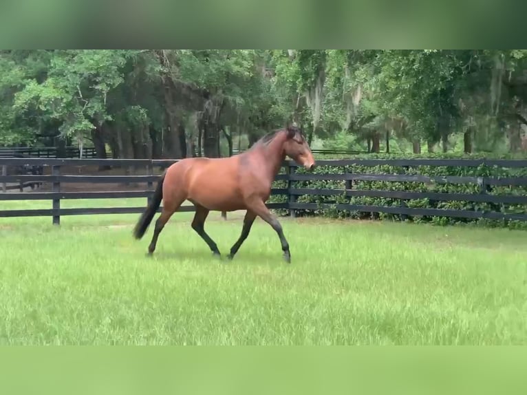 Lusitanien Hongre 3 Ans Bai cerise in Ocala, FL