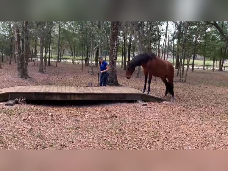 Lusitanien Hongre 3 Ans Bai cerise in Ocala, FL