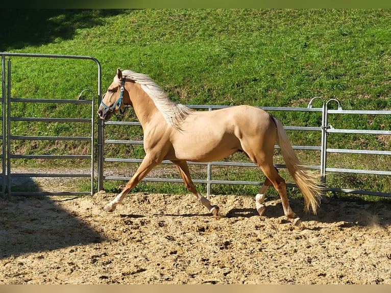 Lusitanien Croisé Hongre 3 Ans in Küssaberg