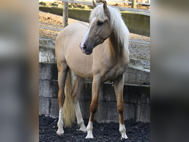 Lusitanien Croisé Hongre 3 Ans in Küssaberg