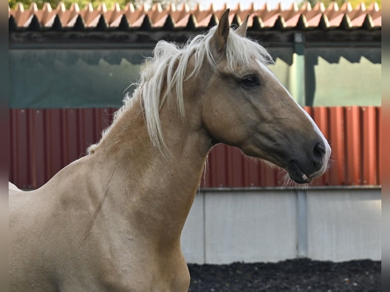 Lusitanien Croisé Hongre 3 Ans in Küssaberg